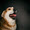 Pet Portraits, Pet Photography